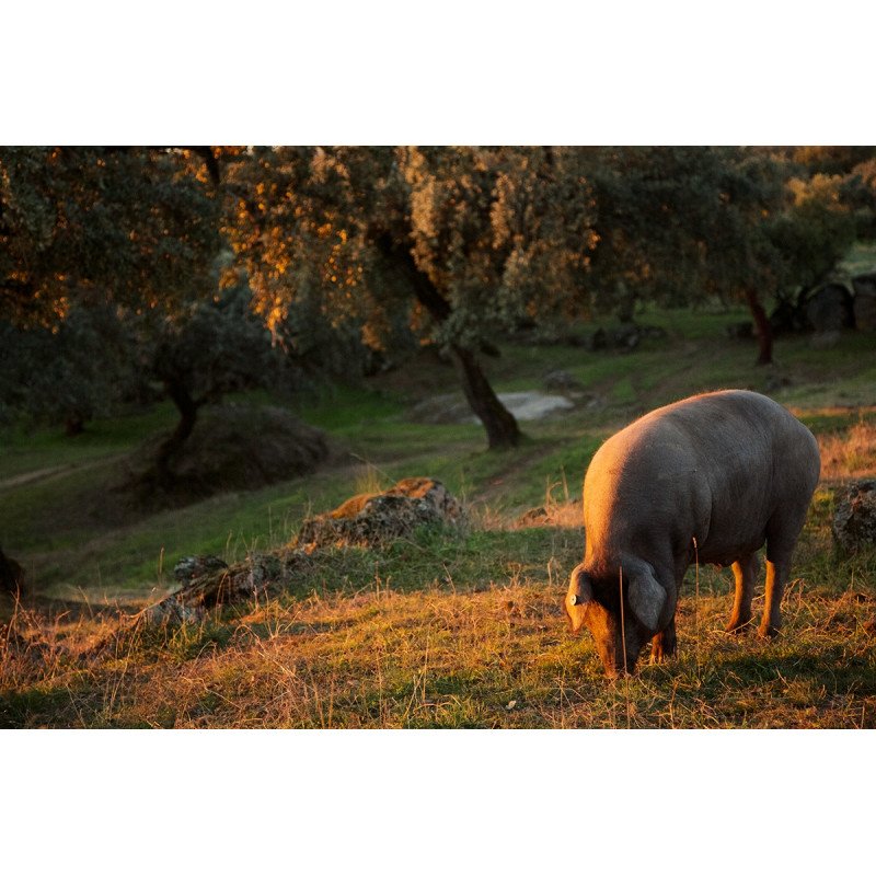 Cochon ibérique se nourrissant des bellotas dans un champ ensoleillé