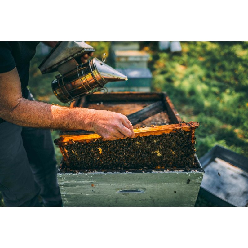 Apiculteur qui récolte du miel d'une ruche