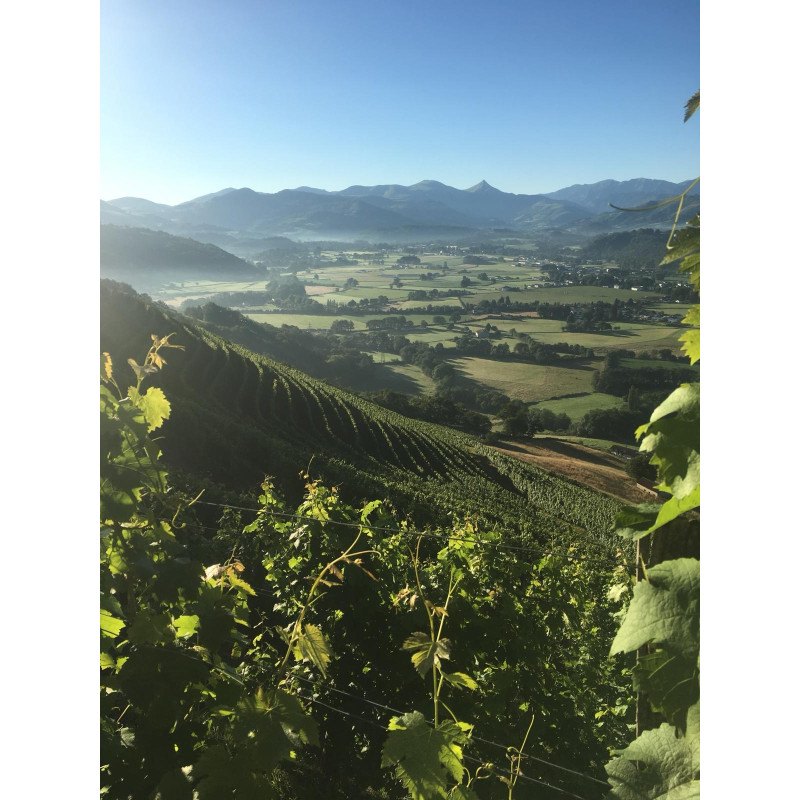 Vignes du Domaine d'Abotia