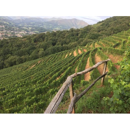 Les vignes du Domaine d'Abotia